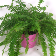 fougere de boston - cache pot rose